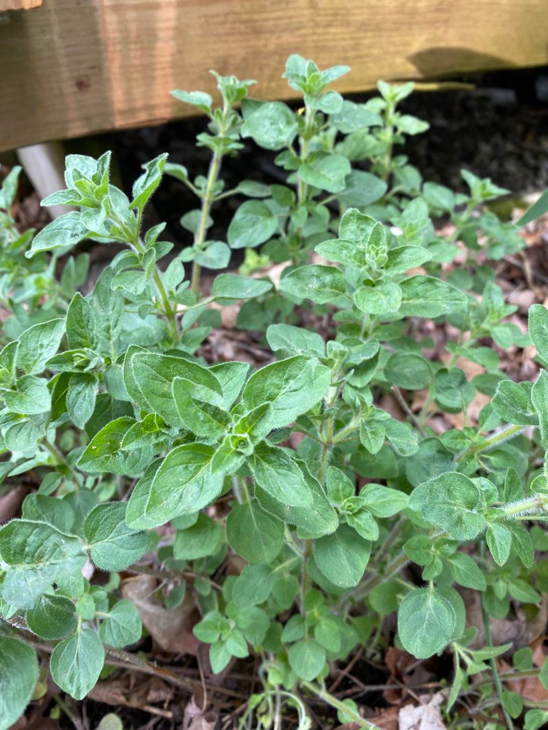 Oregano + Basil (Especially In Small Containers)