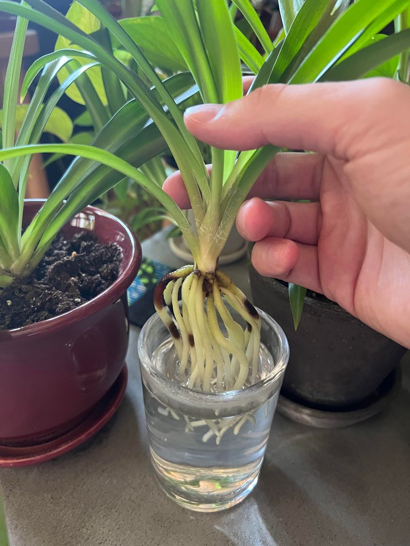 Wait For Strong Root Growth