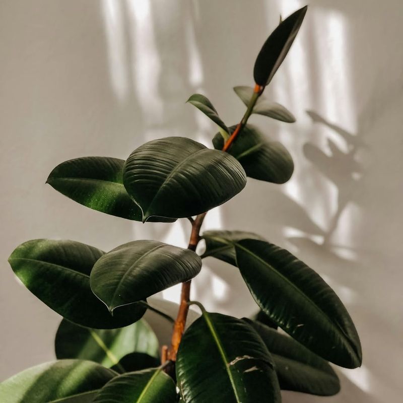 Bright Rooms Help Rubber Plant Stay Full And Glossy