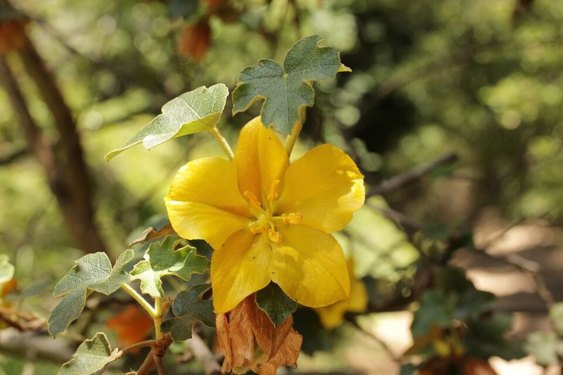 Flannel Bush (Fremontodendron californicum)