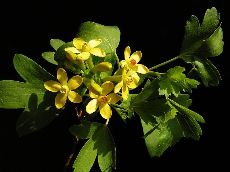 Golden Currant (Ribes aureum)