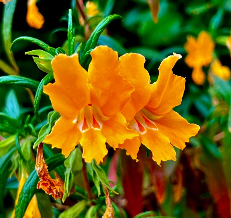 Sticky Monkeyflower (Diplacus aurantiacus)