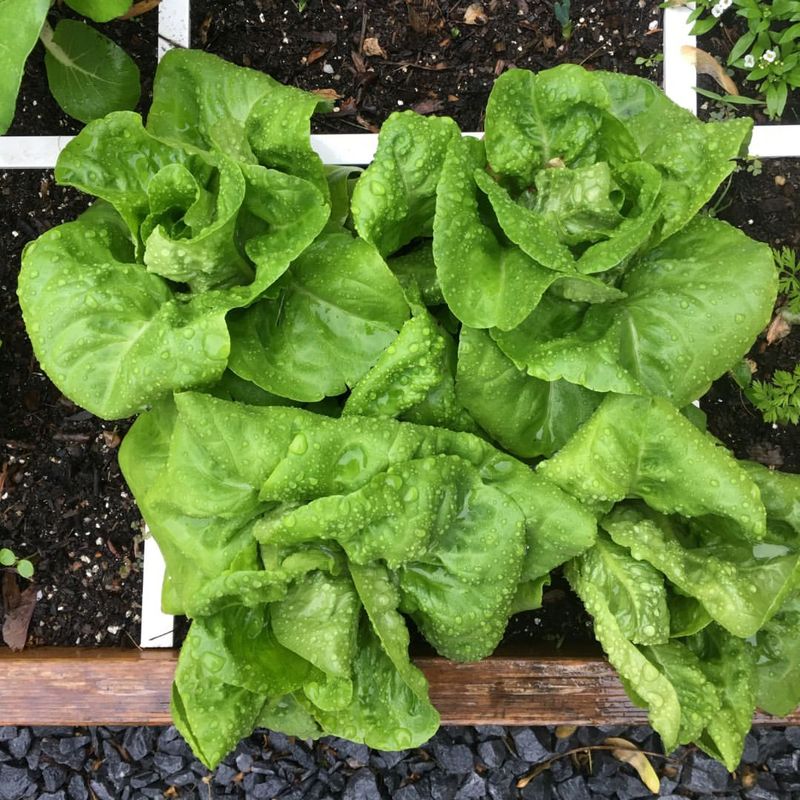 Plan Spring Planting And Garden Layout