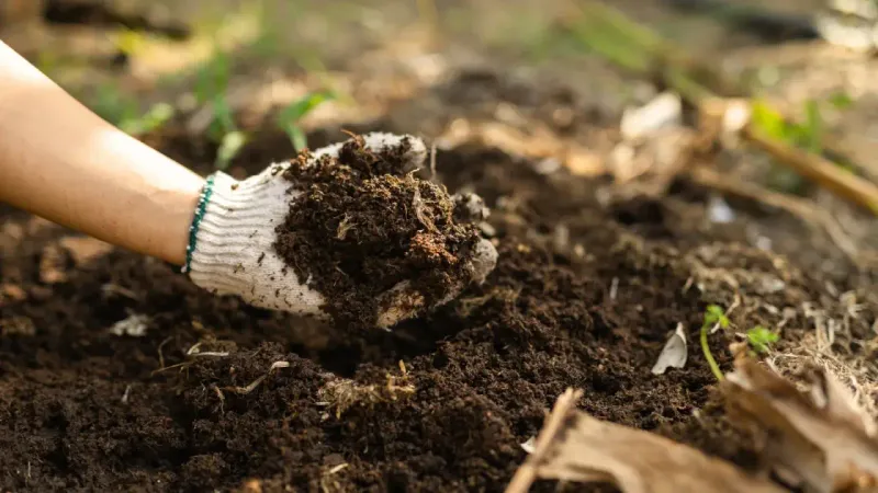 Test And Amend Garden Soil