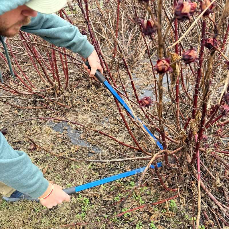 Finish Pruning On Trees And Shrubs