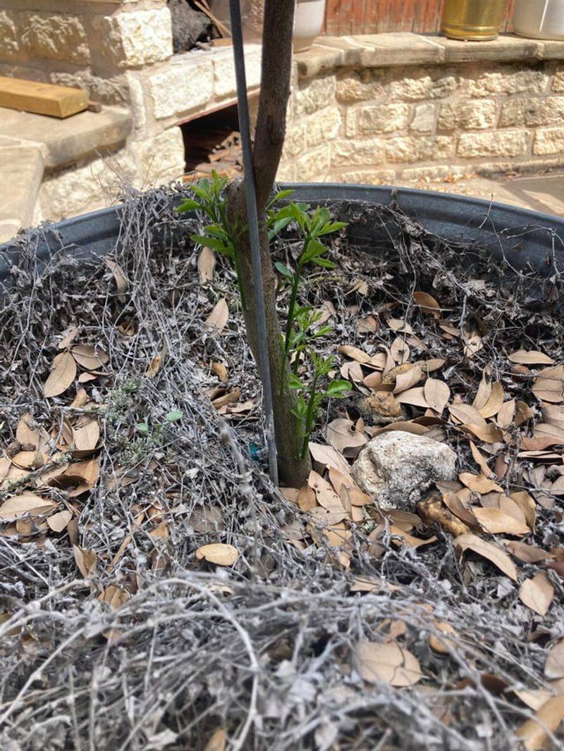 Delay Pruning Until New Growth Appears