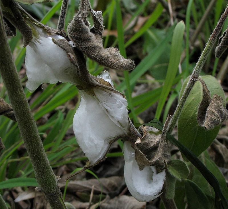 Wait To Prune Until Frost Danger Passes