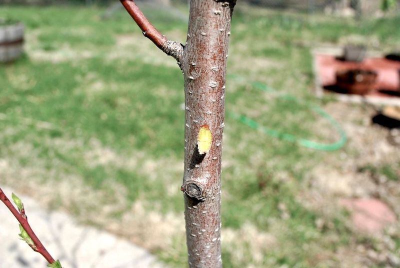 Look For Green Tissue Beneath The Bark