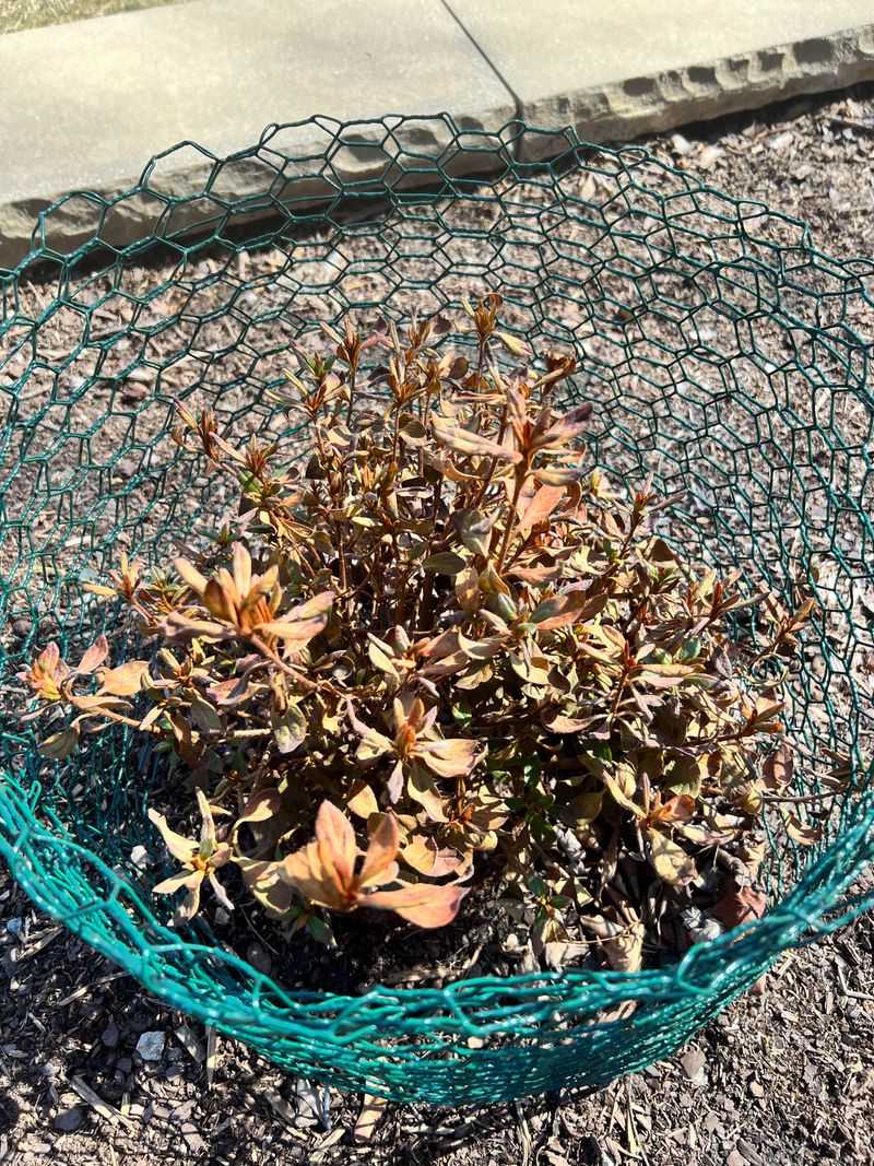 Wait Before Cutting Back Cold Injured Growth