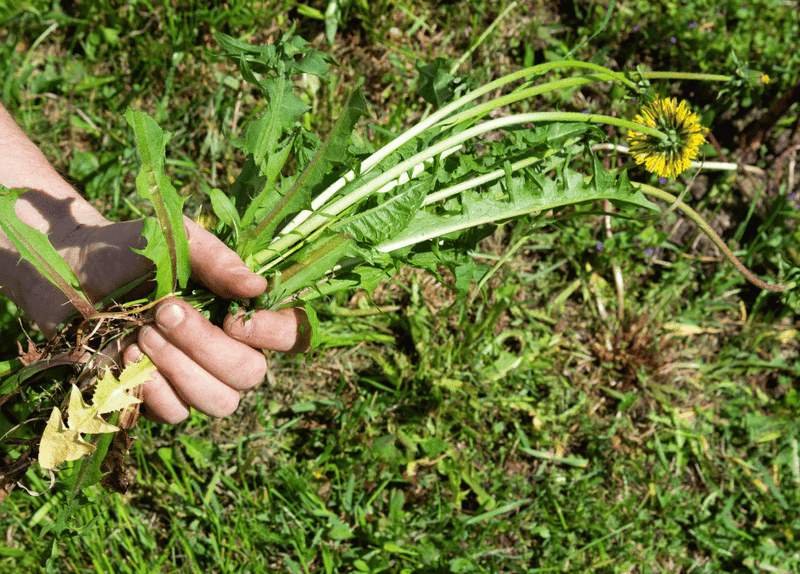 Control Weeds Early Before They Spread