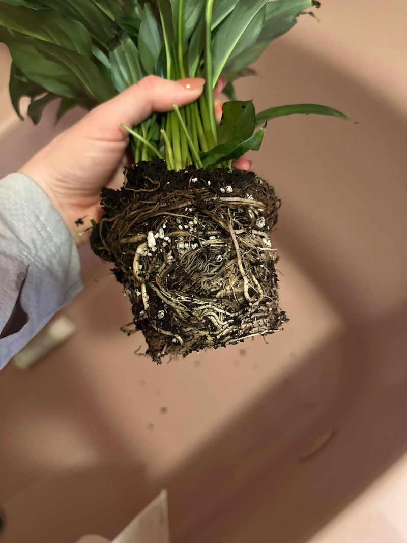 Inspect Roots And Repot When Needed