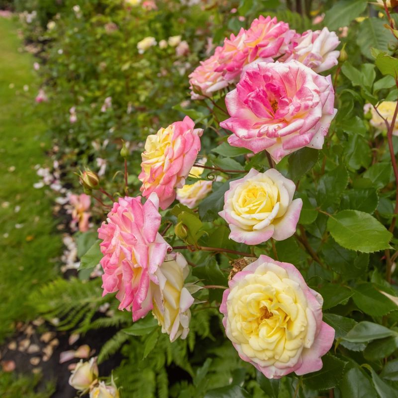 Hold Off On Fertilizing Until Growth Starts