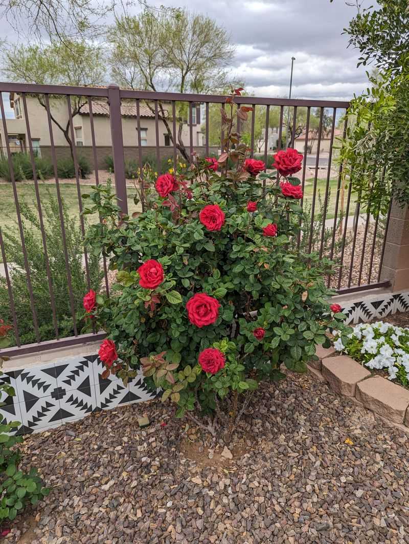 Refresh Mulch Without Covering The Crown