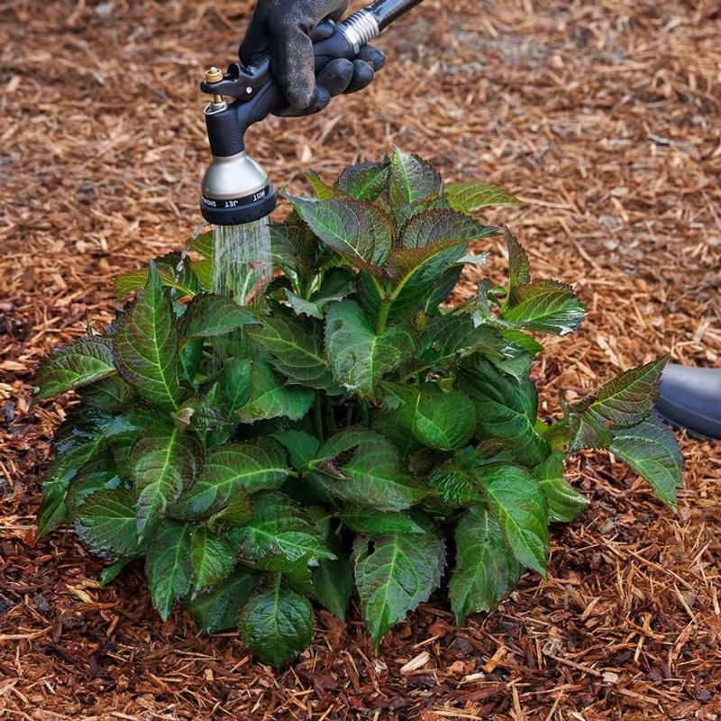 Use Deep, Infrequent Watering