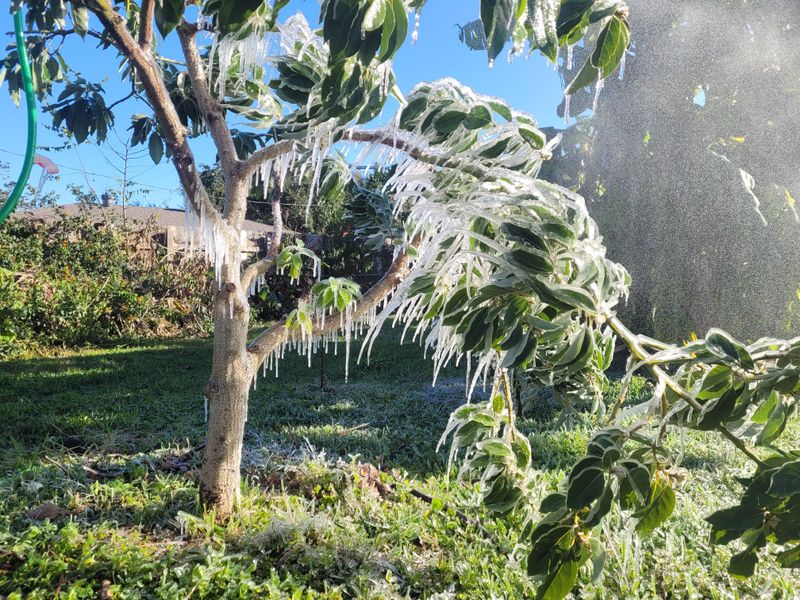 Wait To Prune Until New Growth Starts