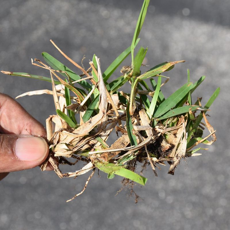 Roots Tell The Real Story