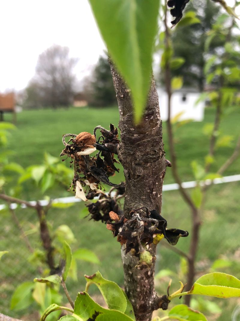 Prune Only After New Growth Appears