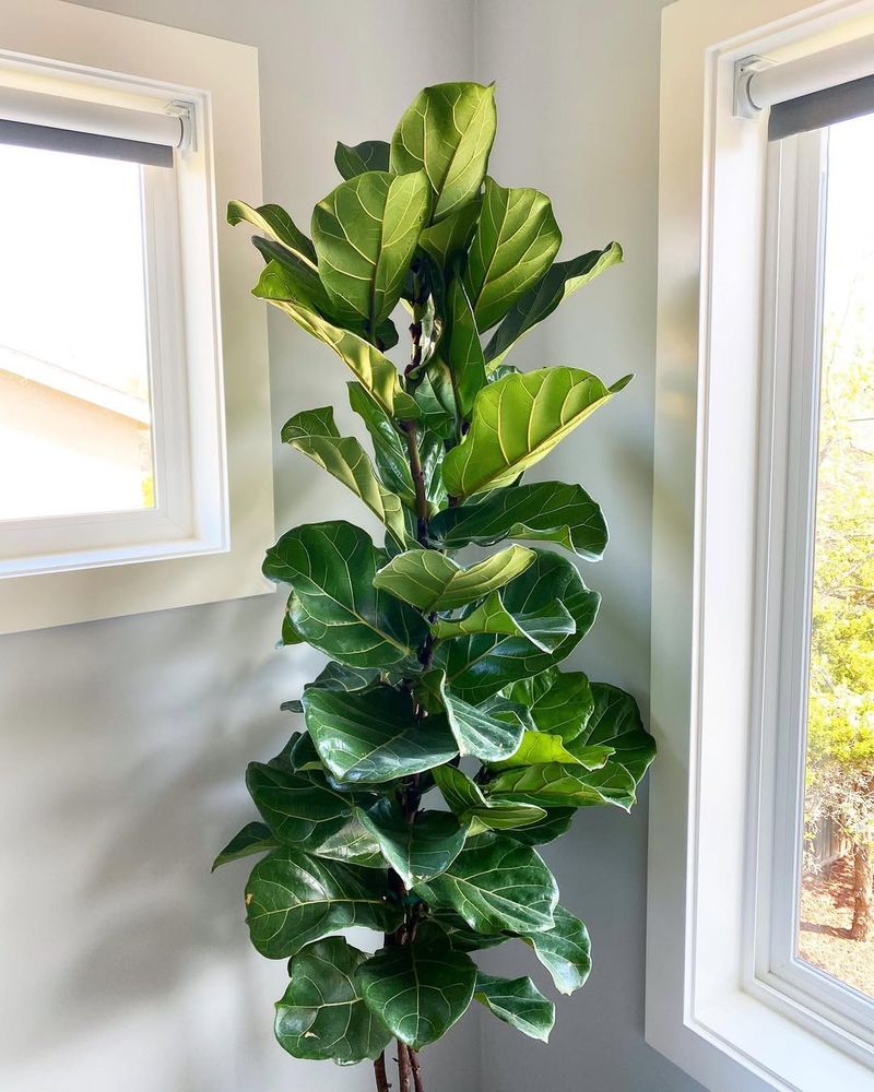 Move Plants Closer To Light Without Causing Burn