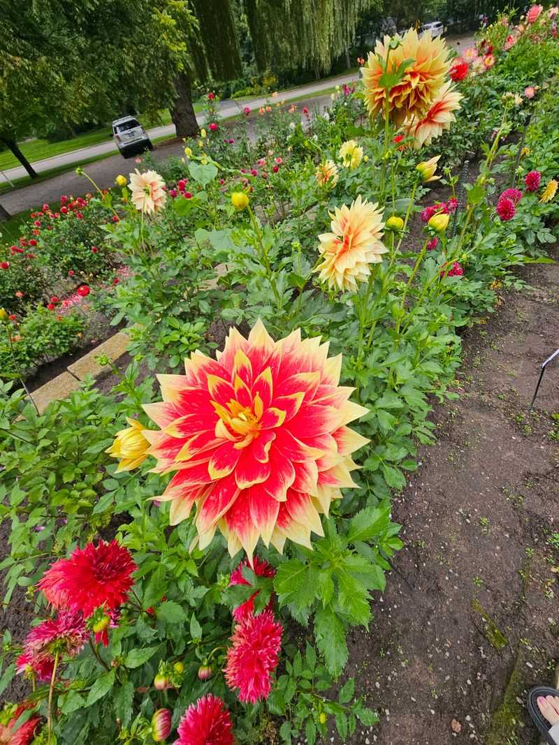Dahlia Hill - Midland, MI