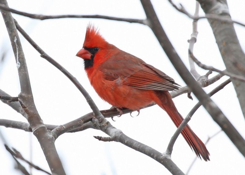 Zero Layered Landscaping Makes Your Yard Feel One-Dimensional