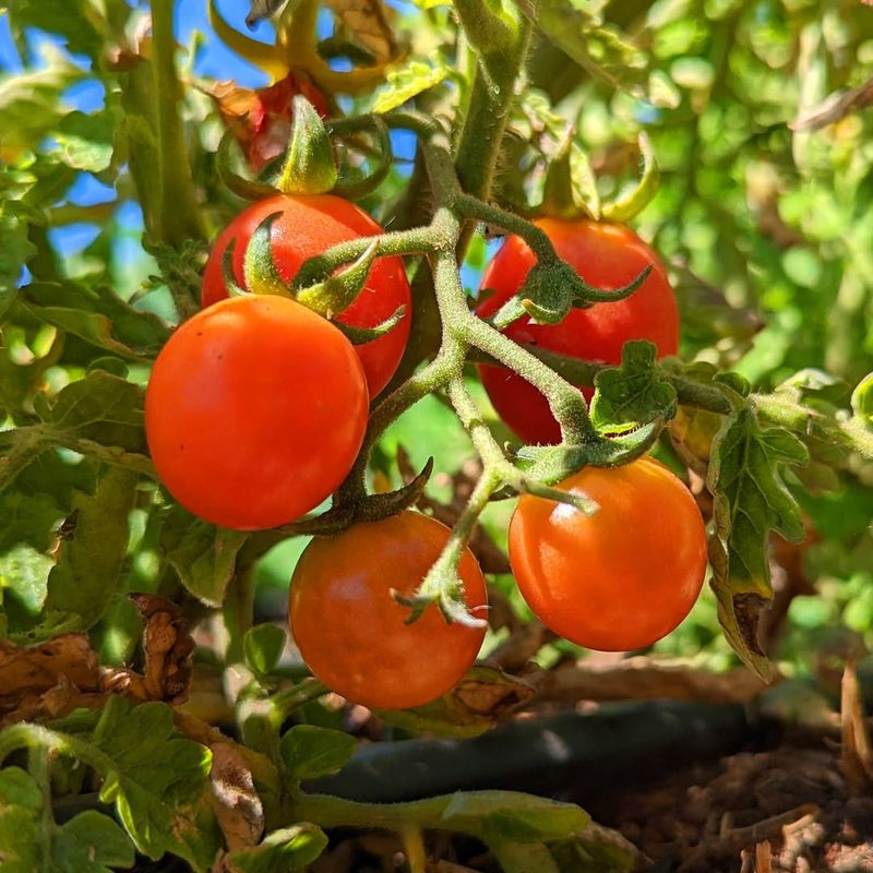 Punta Banda Surprises With Impressive Heat Tolerance