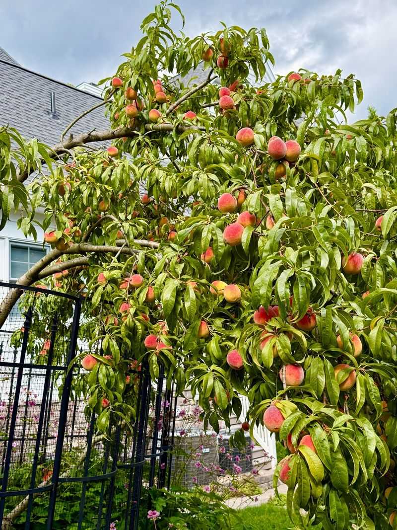 Peach (Prunus persica)