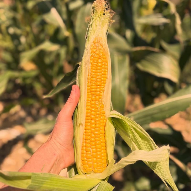Sweet Corn Soaks Up Sunshine And Grows Fast