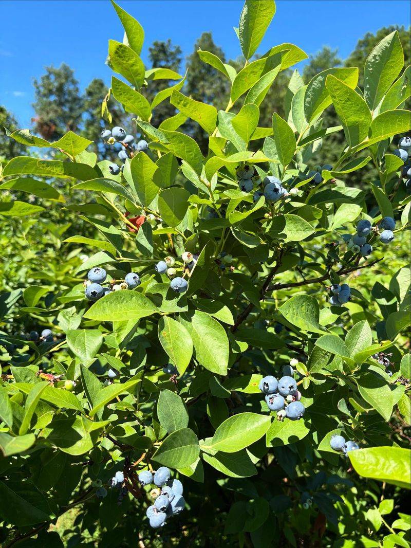 Blueberry (Mature Bushes)