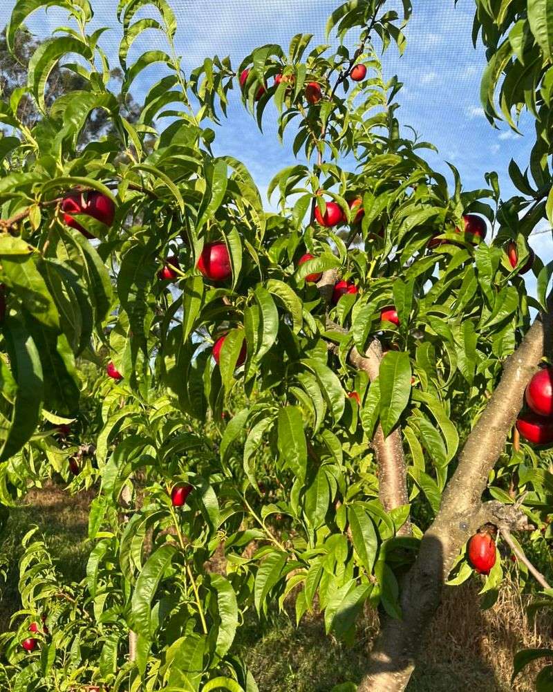 Nectarine Trees Share Peach Problems