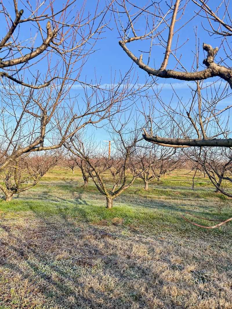 Pecan Trees Perform Better When Treated Ahead Of Spring Flush