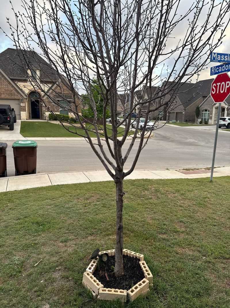 Pear Trees Benefit From Fire Blight Prevention