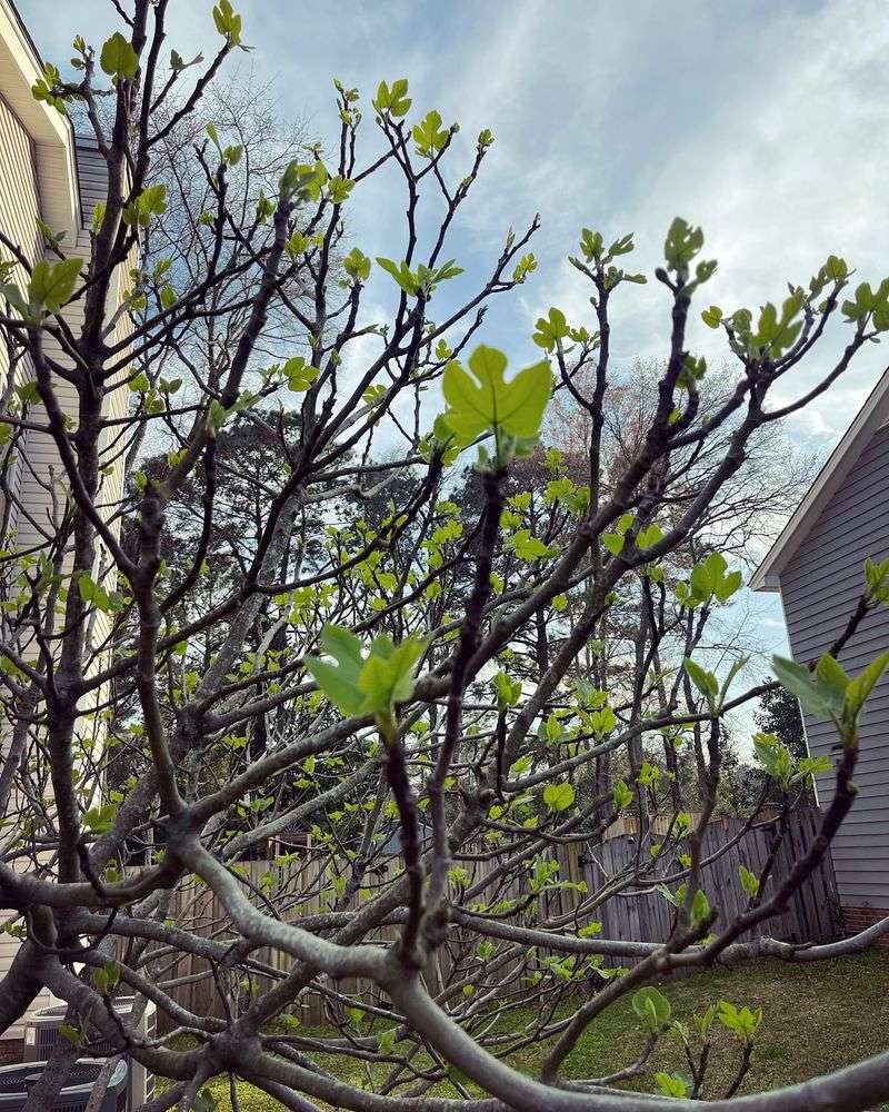 Fig Trees Prepare For Spring Growth