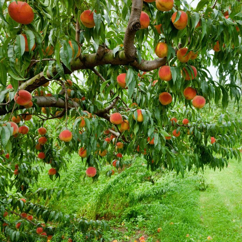 Peach Trees Reward Gardeners With Juicy Summer Fruit