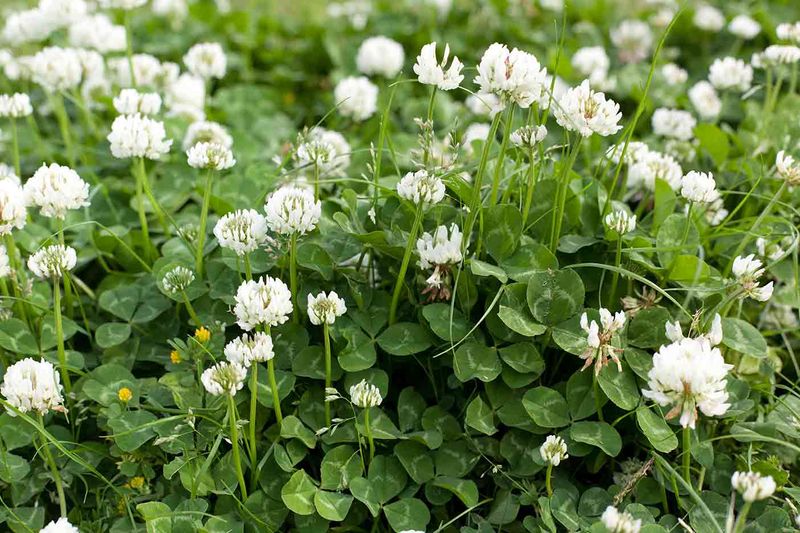 Clover Thrives When Soil Lacks Nitrogen