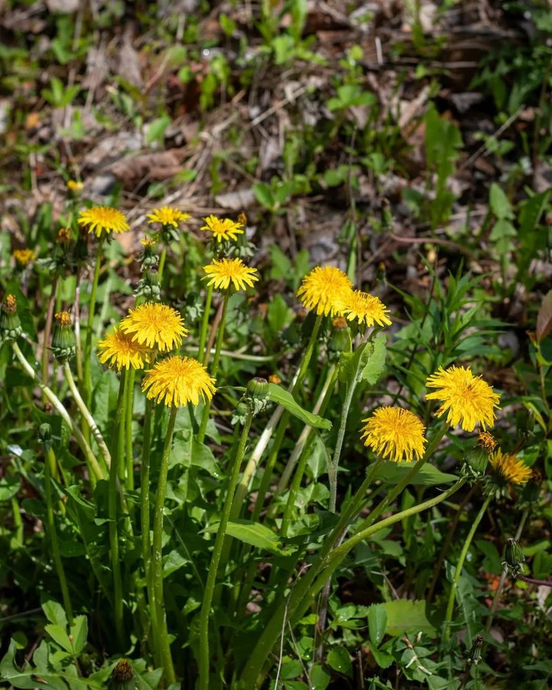Dandelion Breaks Through Hard Soil And Offers More Than Just Bright Blooms