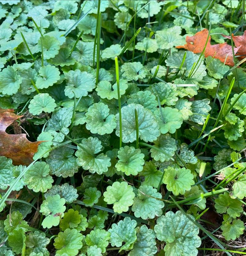 Ground Ivy (Creeping Charlie)