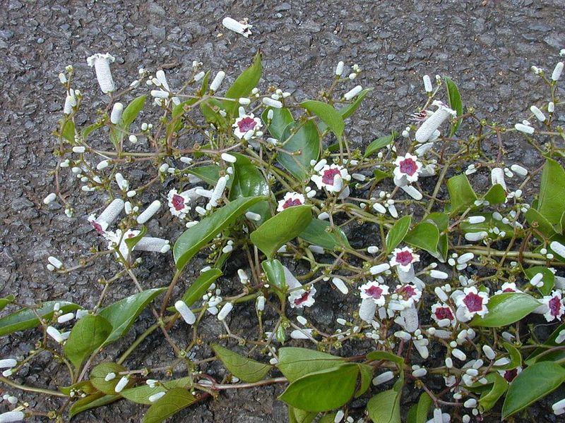 Skunk Vine Grows Aggressively In Warm Weather
