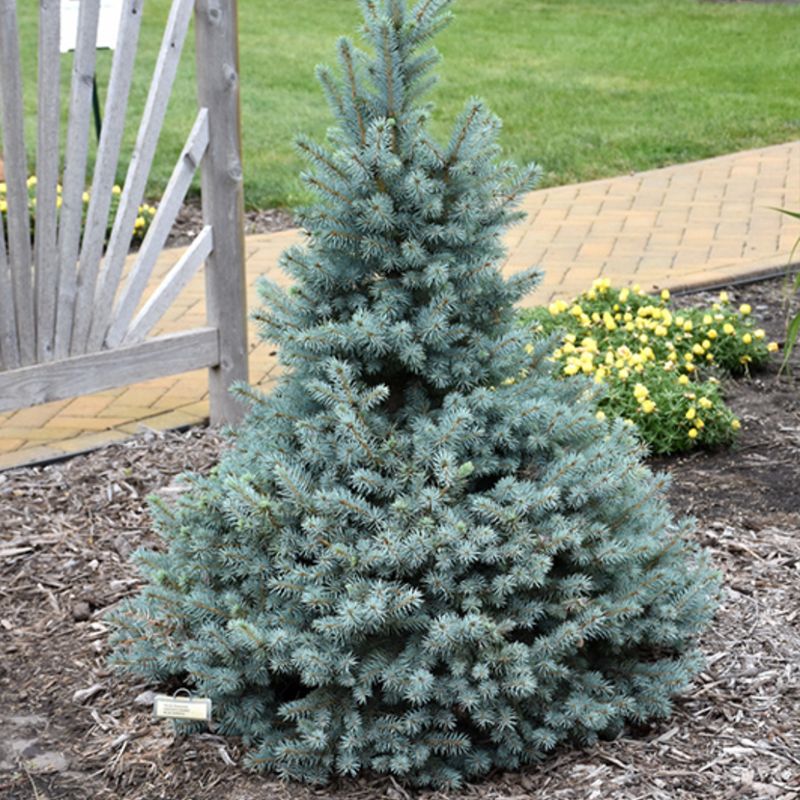 Dwarf Blue Spruce Add Year Round Evergreen Structure