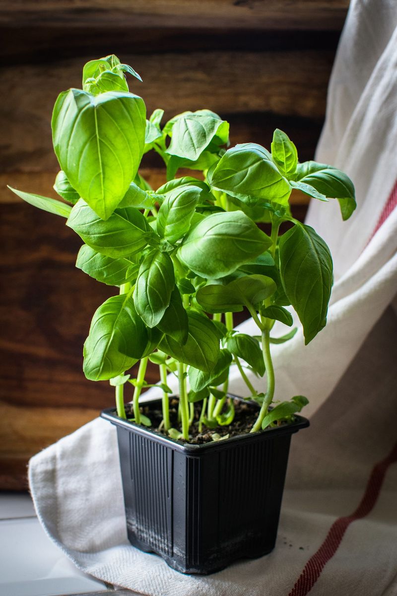 Basil (Ocimum Basilicum)