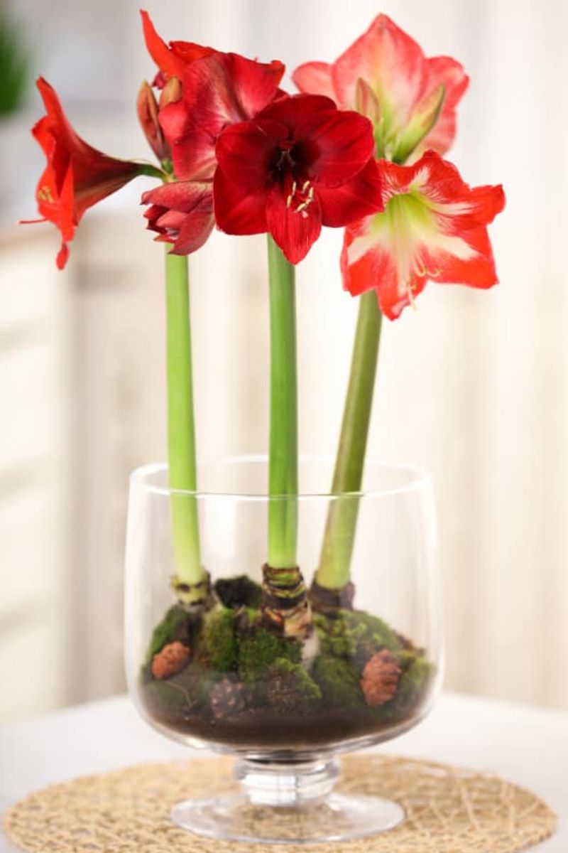 Amaryllis (Hippeastrum Spp.)