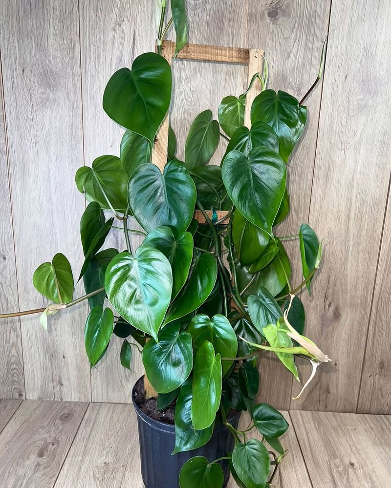 Philodendron (Heartleaf)