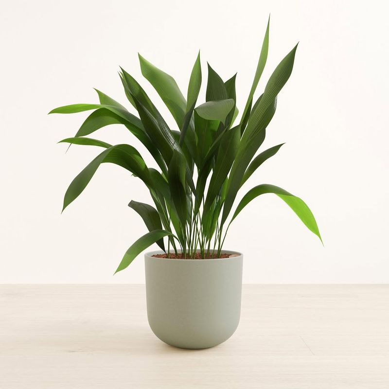 Cast Iron Plant That Stays Strong In Low Light Spaces