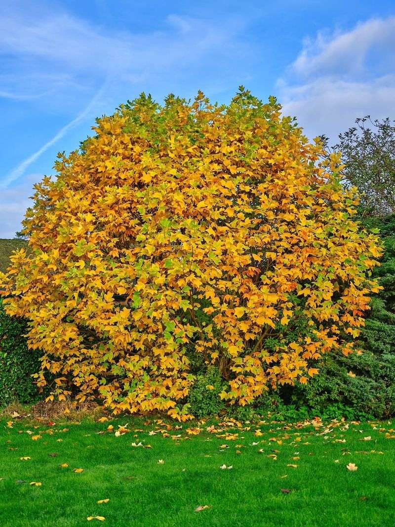 Tulip Tree (Liriodendron tulipifera)