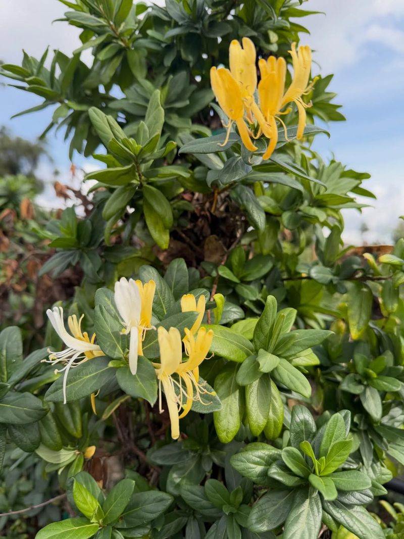 Japanese Honeysuckle