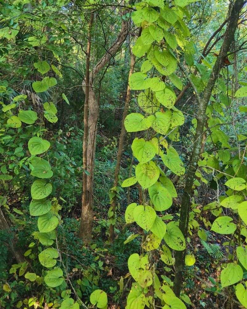 Air Potato Smothers Trees In One Growing Season