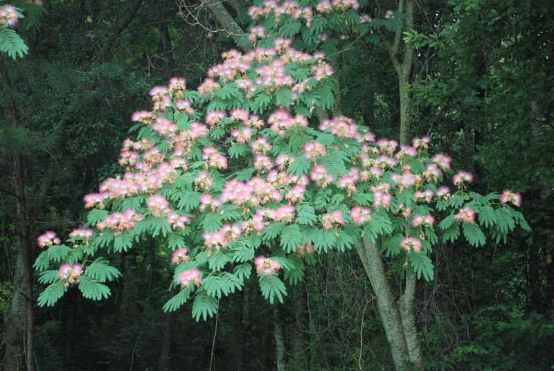 Mimosa Tree Escapes Yards And Spreads Wild