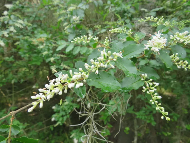 Chinese Privet (Ligustrum Sinense)