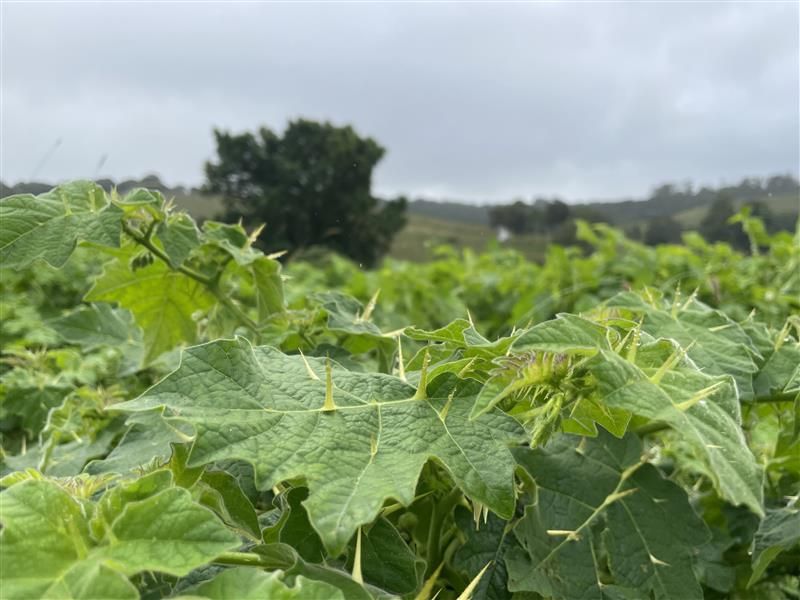 Tropical Soda Apple Spreads Aggressively Across Open Land