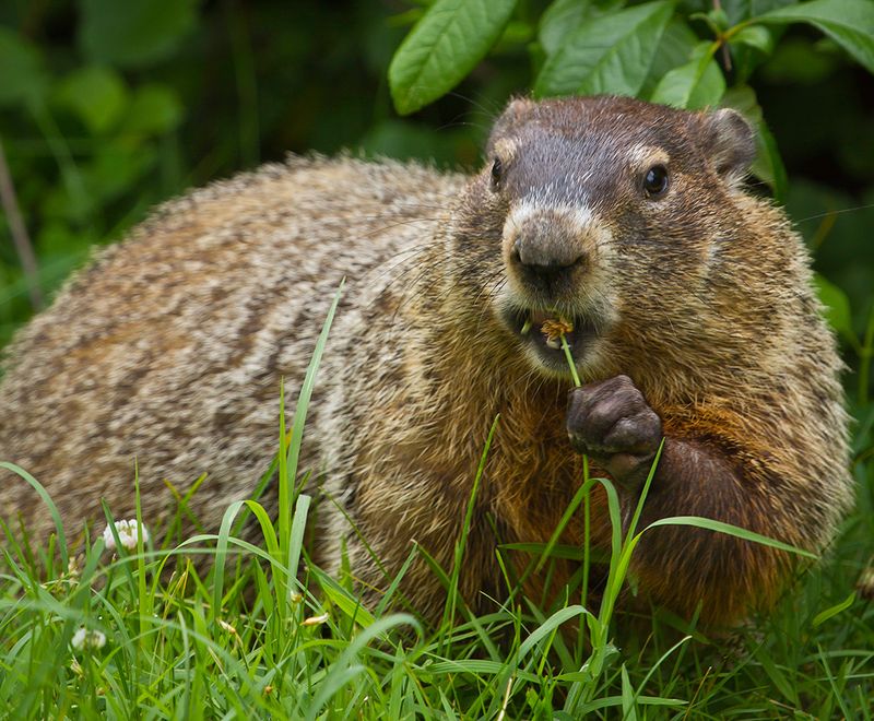 Groundhogs Can Heavily Damage Vegetable Gardens