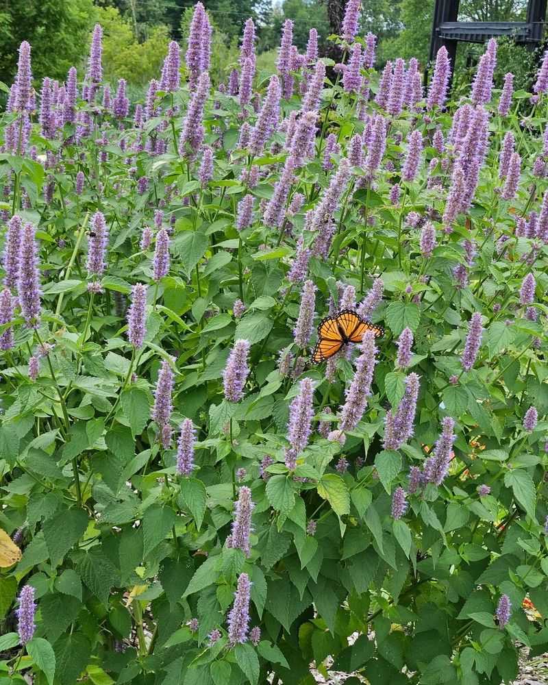 Anise Hyssop